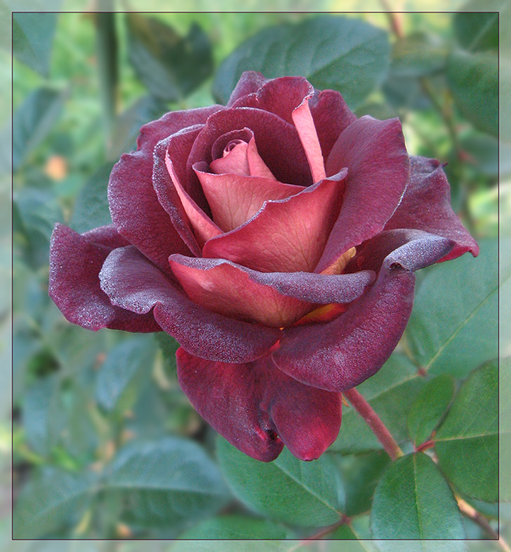 фото "для Светланы М." метки: природа, иней, розы, цветы