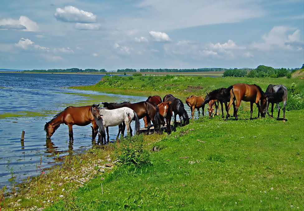 photo "***" tags: landscape, clouds, pets/farm animals, pond, sky, summer, water, берега