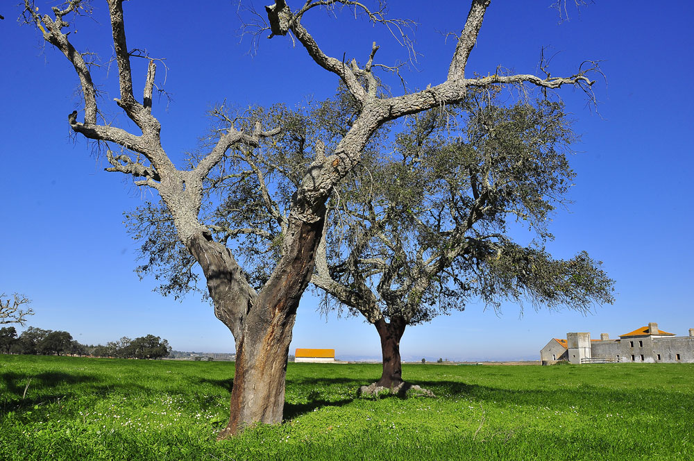 photo "Cork Trees" tags: nature, landscape, panoramic, Barroca dAlva., Europe, Tejo, portugal