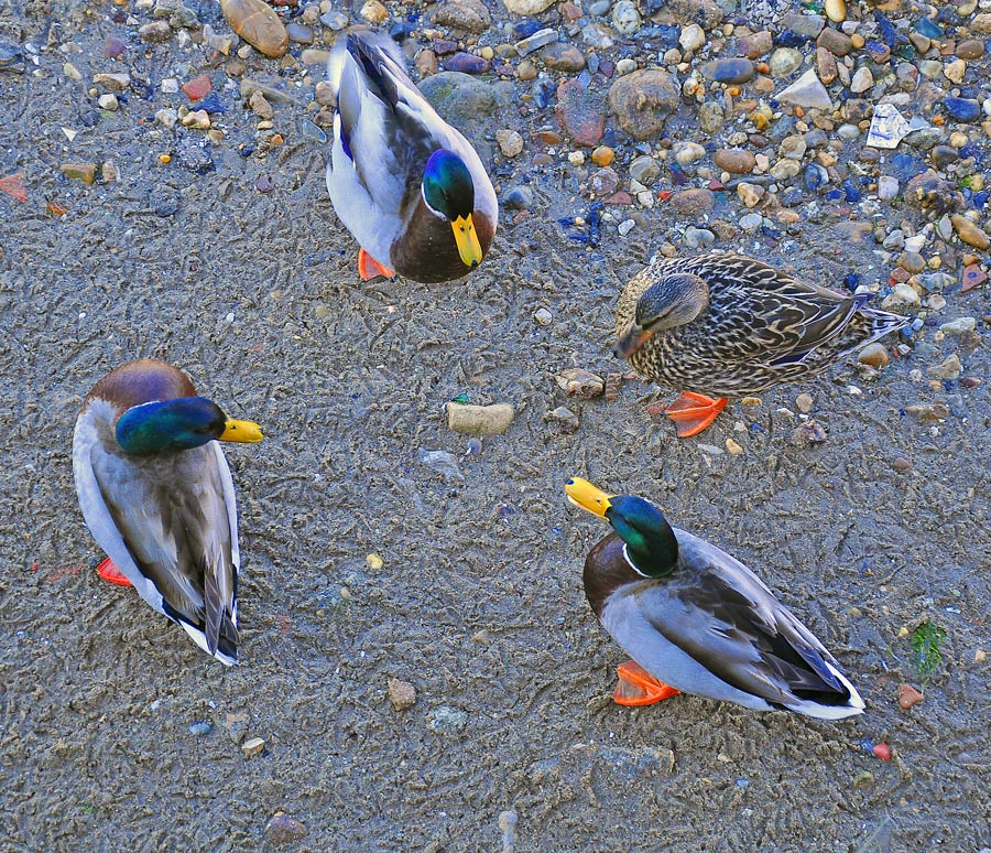 photo "GOVERNMENT ASSEMBLY" tags: nature, portrait, humor, Tejo, animals, beach, birds, estuary, portugal, wild animals