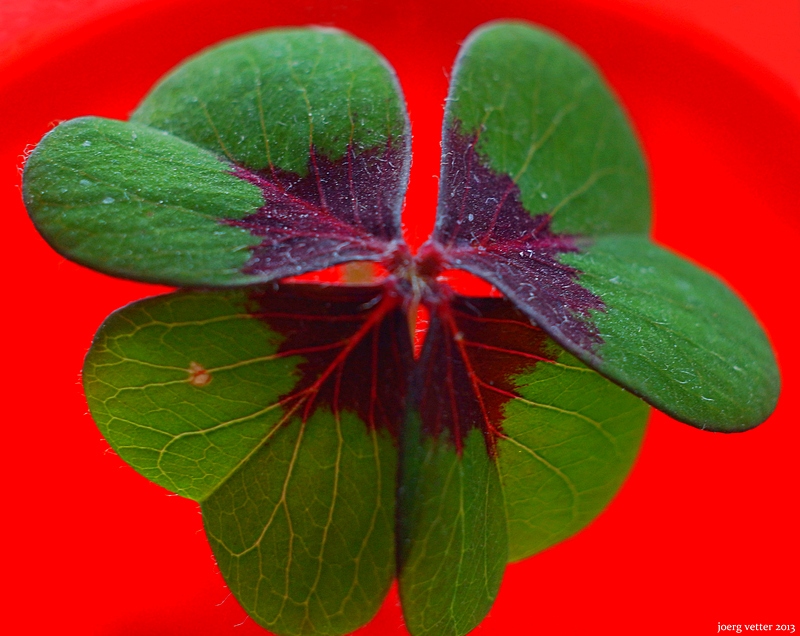 photo "4Leaved4U" tags: macro and close-up, Biotar, Biotar 58 2, Joerg vetter, four-leaved, jörg vetter, macro, sony alpha 77
