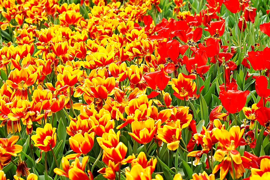 фото "Tulip" метки: путешествия, натюрморт, город, spring, Азия, цветы