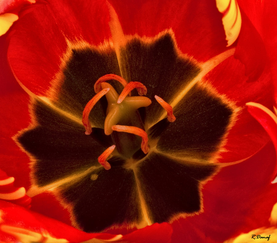 photo "Inside" tags: nature, macro and close-up, flowers