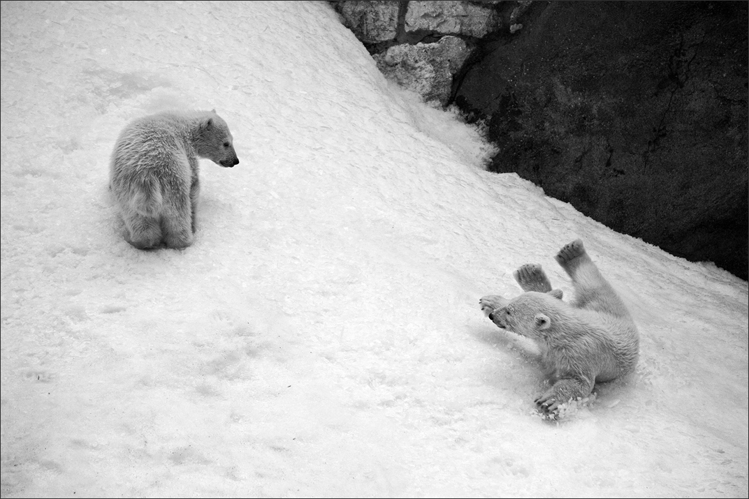 фото "* *" метки: природа, черно-белые, 