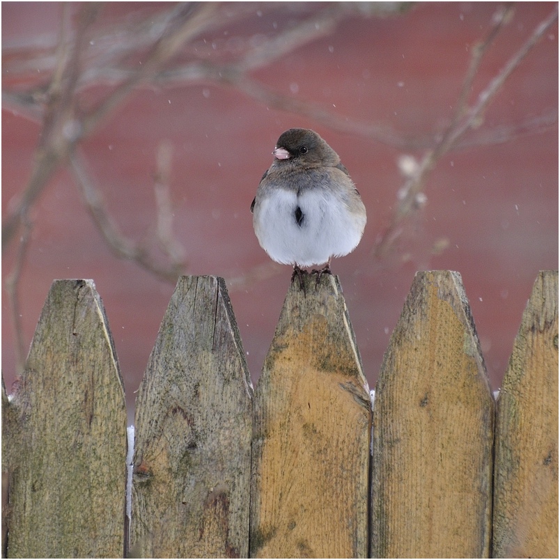 photo "Junco" tags: nature, bird, snow, wild animals, winter