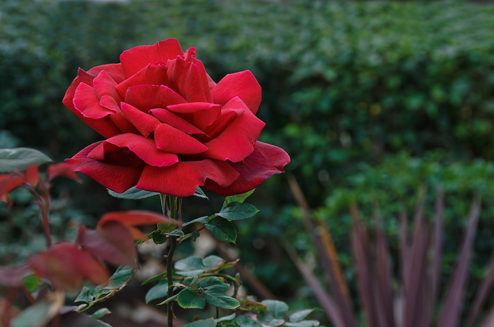photo "***" tags: nature, 