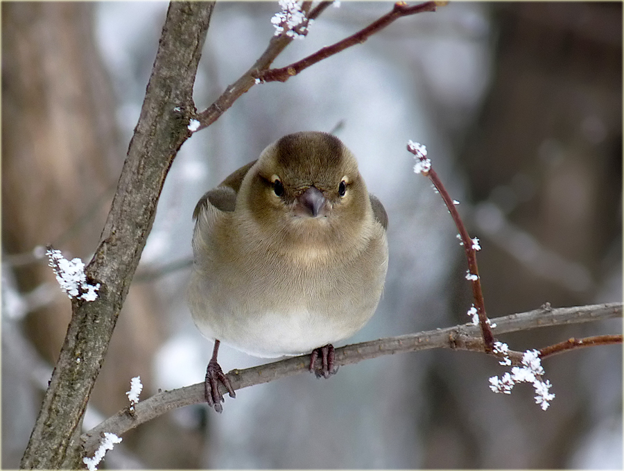 photo "***" tags: nature, wild animals