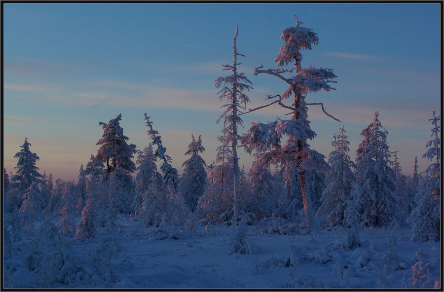 photo "***" tags: landscape, evening, taiga, winter, Якутия, мороз