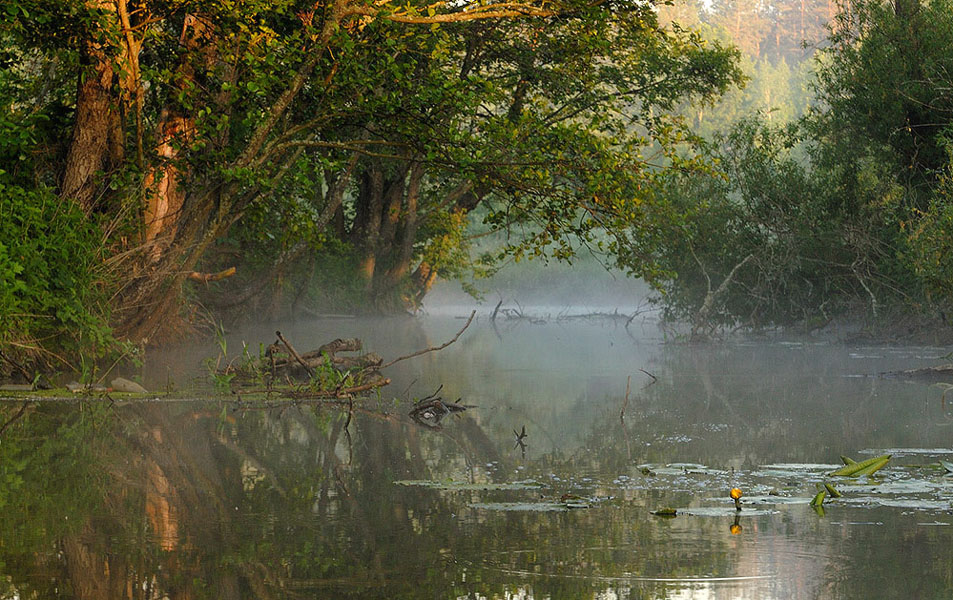 фото "У Водяного" метки: природа, 