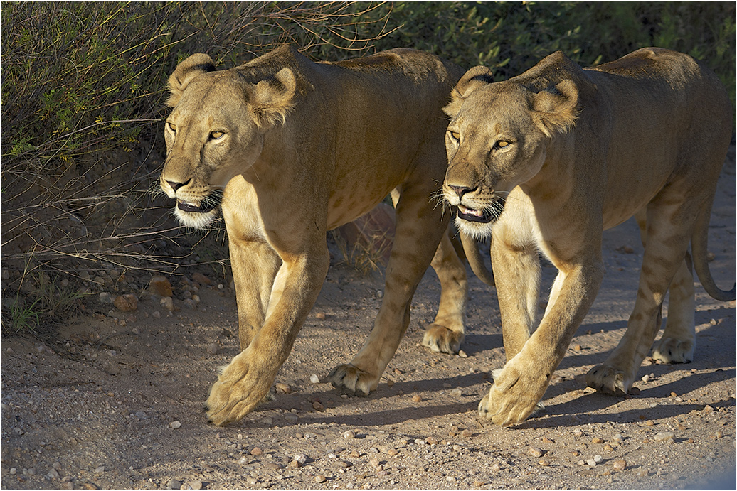 фото "Слегка подворачивая лапы..." метки: природа, путешествия, Африка, дикие животные, львица, хищник