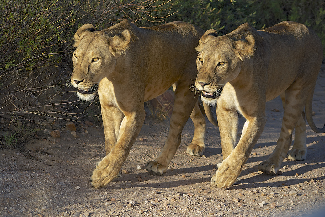 photo "Gently tucking paws .." tags: nature, travel, Africa, wild animals, львица, хищник