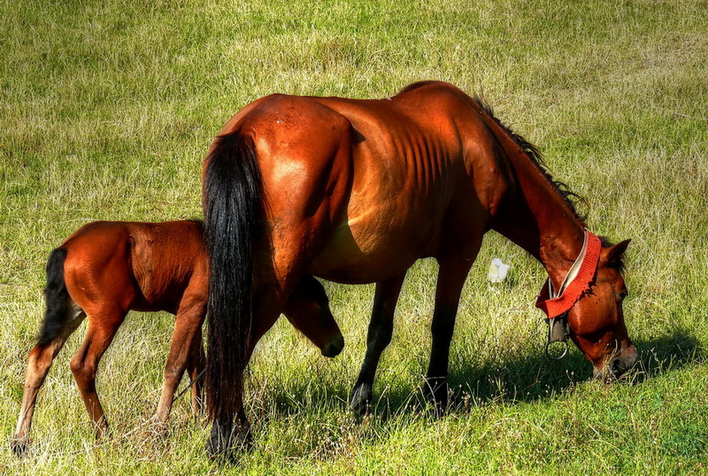 photo "Lovely Mom and Child" tags: nature, Europe, pets/farm animals, summer
