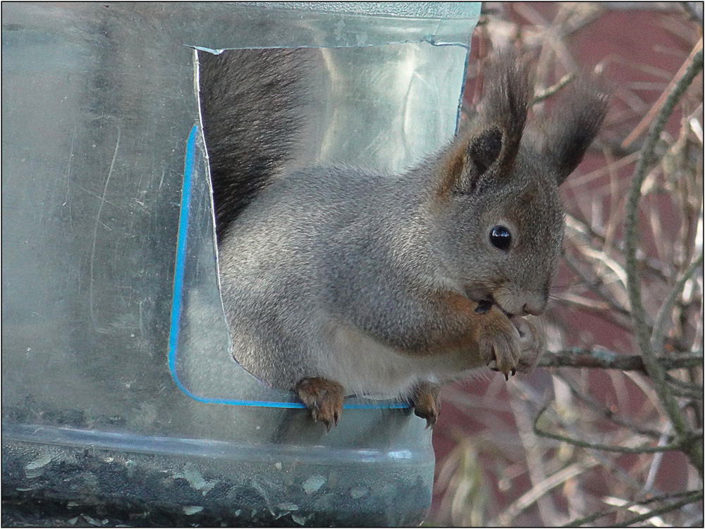 photo "***" tags: nature, squirrel, кормушка, семечки