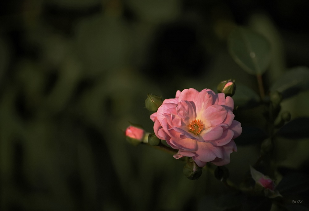 photo "***" tags: misc., 
