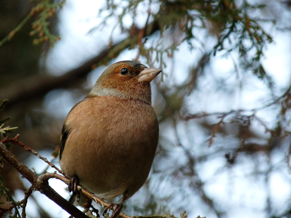 photo "***" tags: nature, wild animals