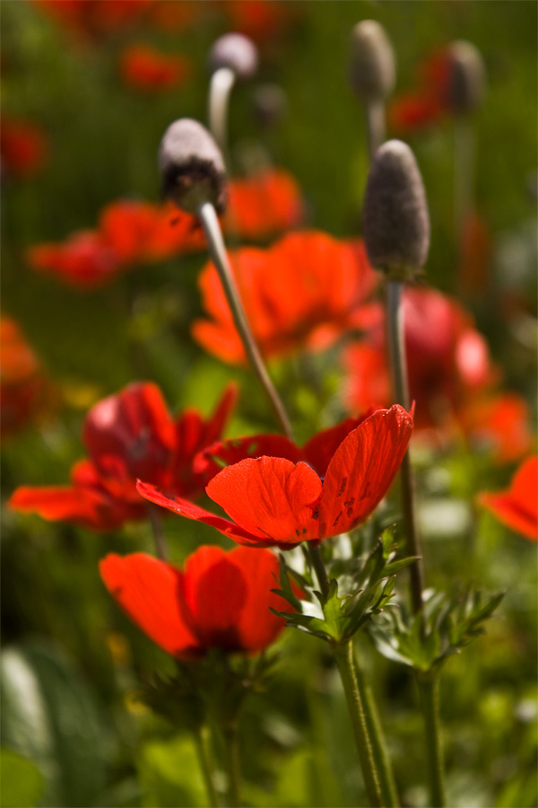 photo "***" tags: nature, travel, flowers, spring, summer, winter