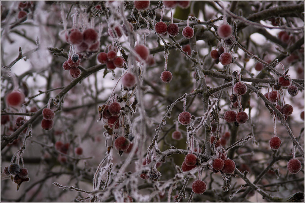photo "... sugar...." tags: nature, foto liubos, hoarfrost, winter, райские яблочки
