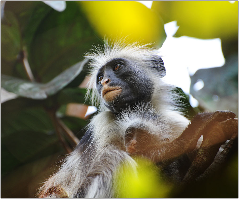 photo "Ma" tags: nature, colobus