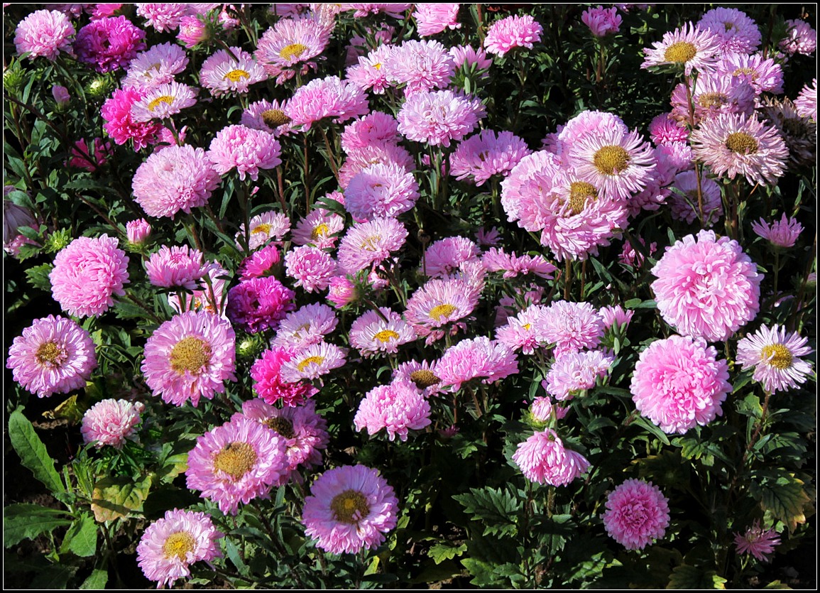 photo "asters" tags: nature, 