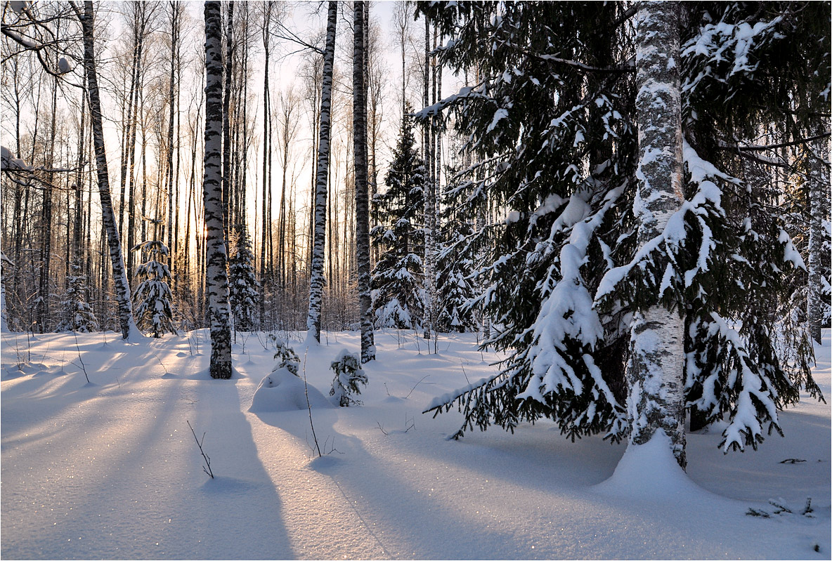 photo "***" tags: landscape, birches, forest, hoarfrost, snow, winter, ели, тени