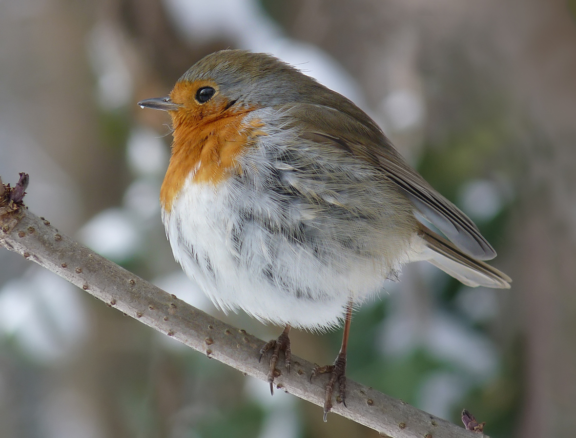 photo "***" tags: nature, wild animals