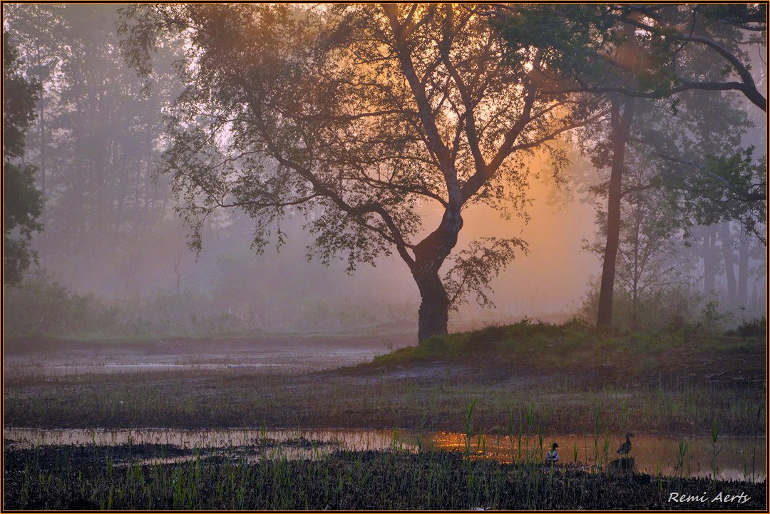 photo "GOOD MORNING" tags: landscape, nature, autumn, fog