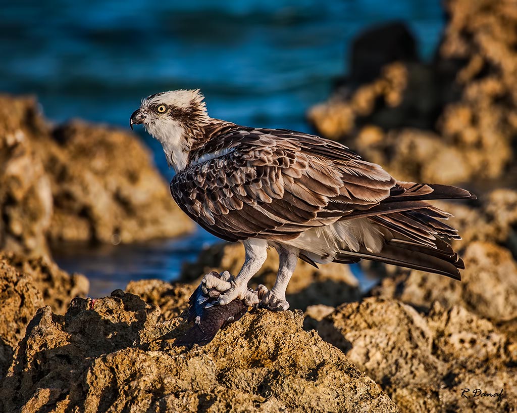 photo "The catch 3" tags: nature, Osprey, sea