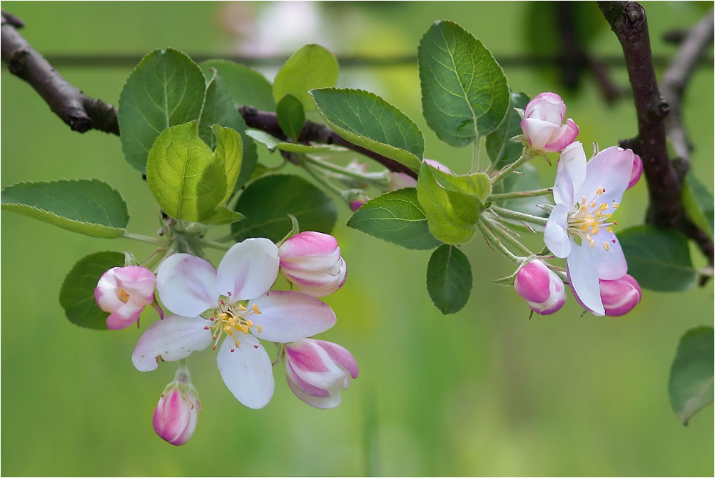 фото "Яблони в цвету" метки: природа, 