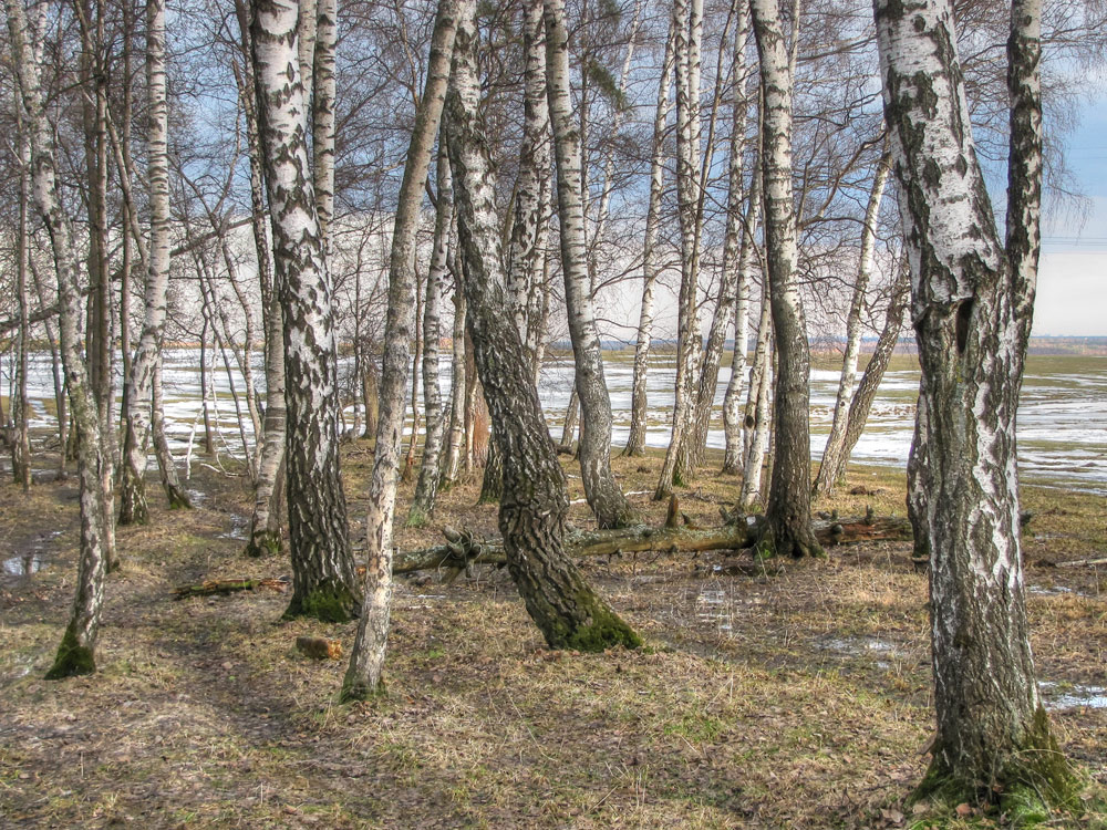 фото "Весеннее" метки: , 