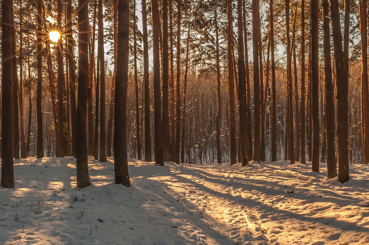 photo "***" tags: landscape, forest, winter