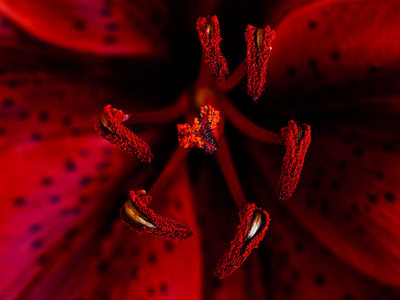 photo "Lily" tags: macro and close-up, 