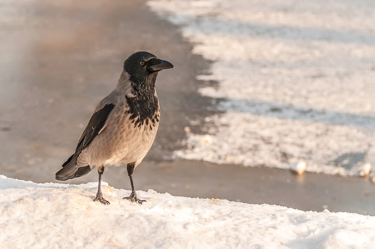 photo "***" tags: nature, winter