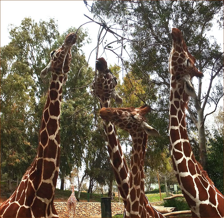 photo "Sweet sprigs" tags: nature, giraffe, жирафы