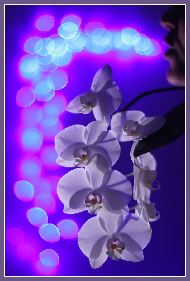 photo "Whisper" tags: nature, glamour, misc., bokeh, flowers