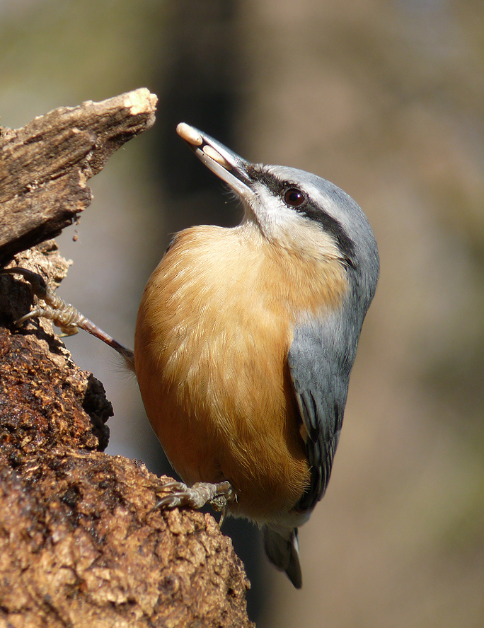 photo "***" tags: nature, wild animals