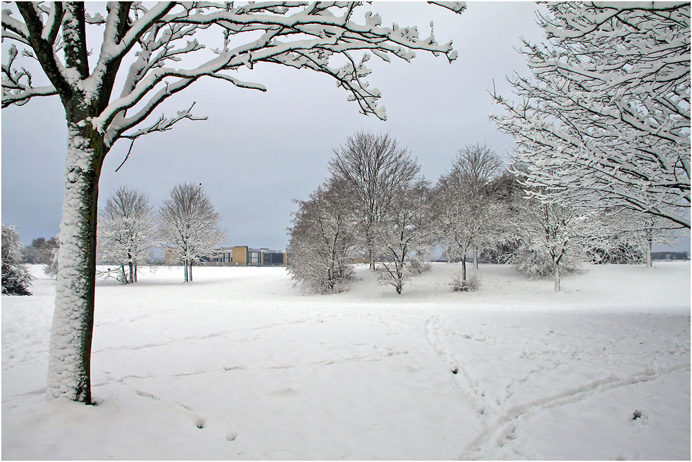 photo "***" tags: street, snow, дерева, снег зима январь