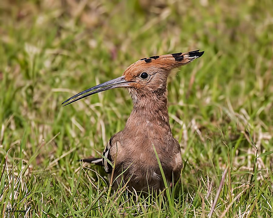 photo "Hoopoe" tags: nature, Africa, bird