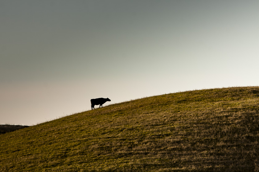 фото "cow" метки: пейзаж, путешествия, природа, 