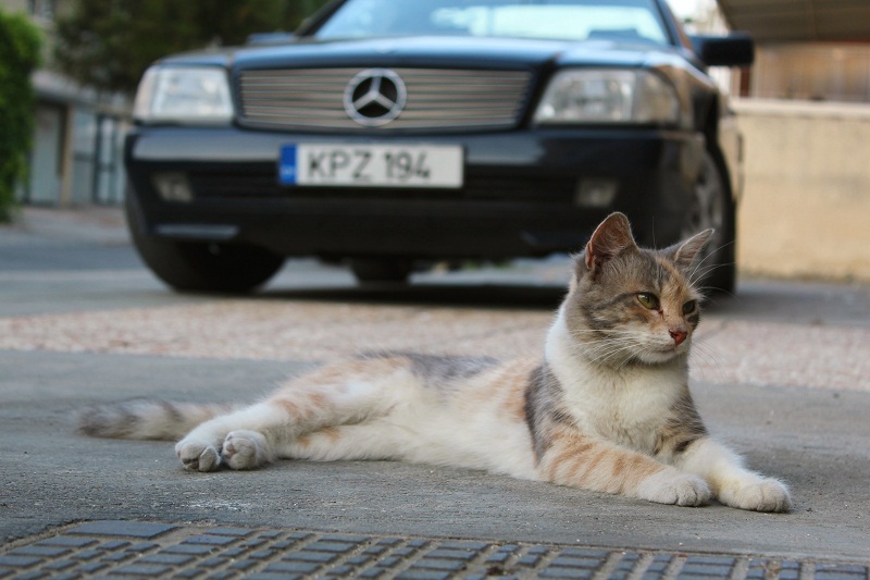 photo "Cat" tags: nature, cats, анатолий сидоров, кошки на Кипре