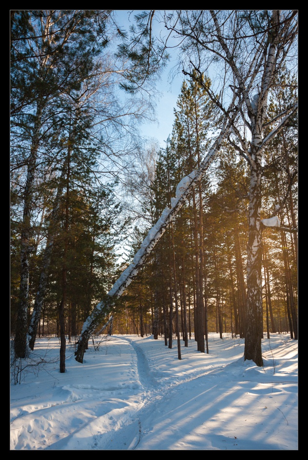 photo "First days of spring" tags: landscape, forest, winter