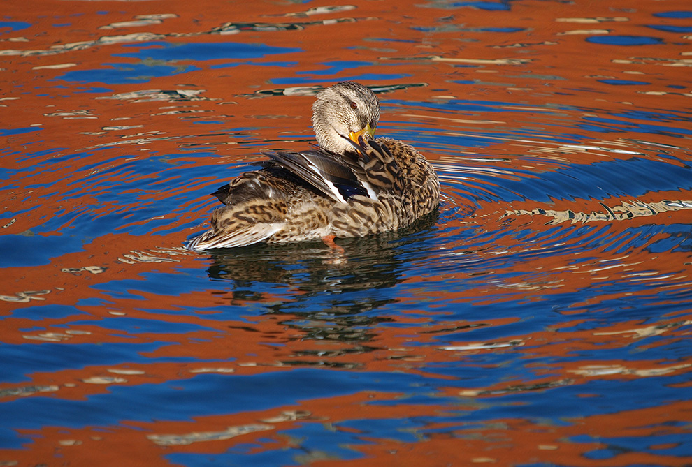 photo "Duck and Red Building" tags: nature, reporting, portrait, 