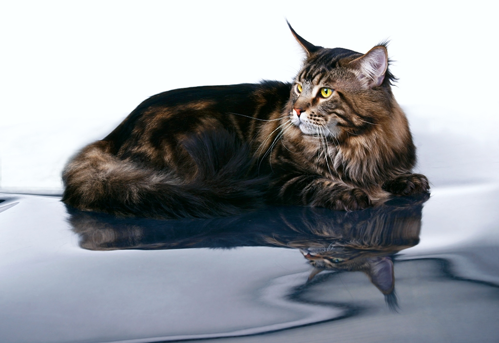 фото "Коте, студия." метки: природа, Коте, домашние животные, животные, кот, кошка, мэйн кун, студия., фото с отражением