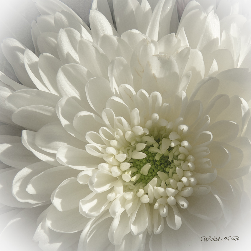 photo "Dahlia beauty" tags: nature, genre, macro and close-up, Flora