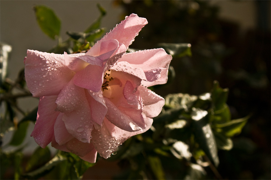 photo "***" tags: nature, flowers