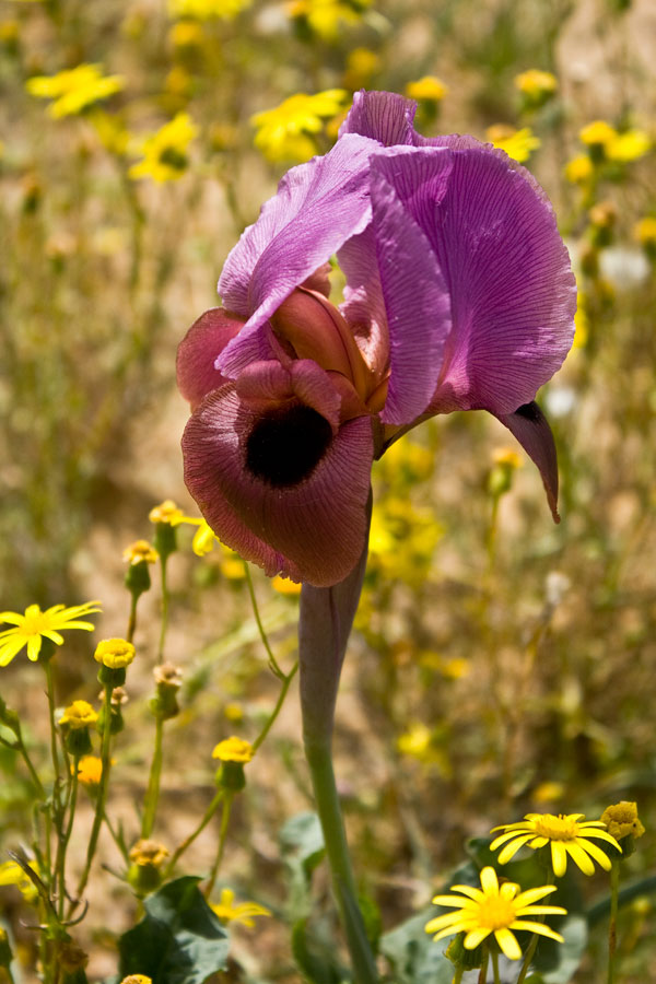photo "***" tags: nature, flowers
