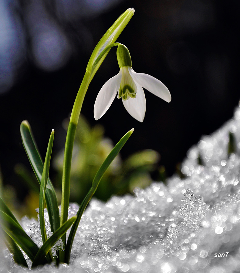 photo "snowdrop" tags: nature, macro and close-up, snowdrop, spring, подснежник