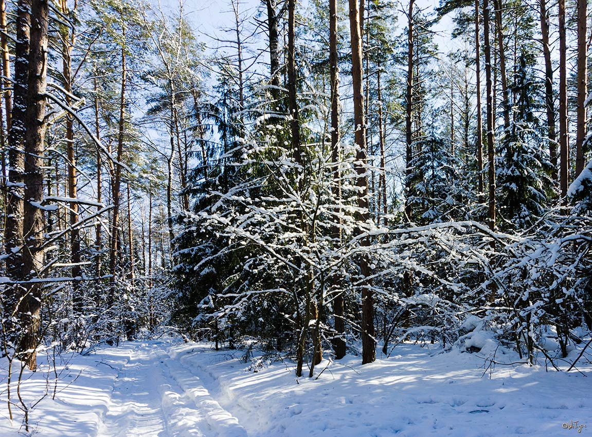 photo "***" tags: landscape, forest, winter