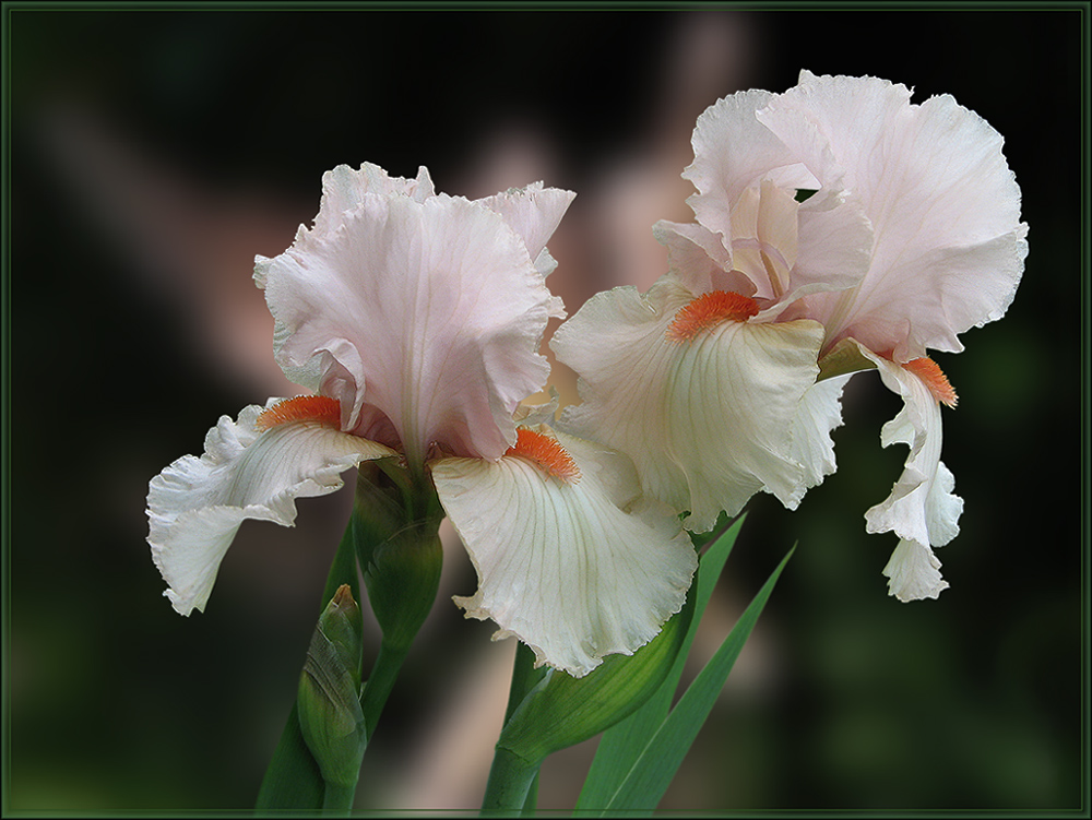 photo "In the rhythm of the tango" tags: nature, montage, flowers, ирисы