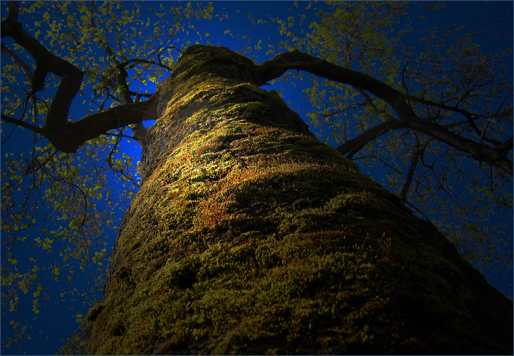 photo "***" tags: nature, tree