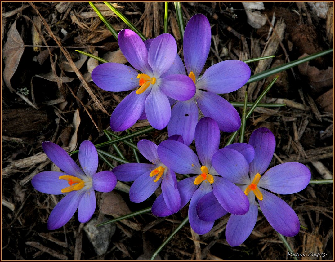 photo "***" tags: nature, macro and close-up, flowers, spring